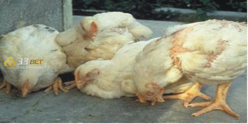 Gumboro - Bệnh gây suy giảm miễn dịch ở gà chọi