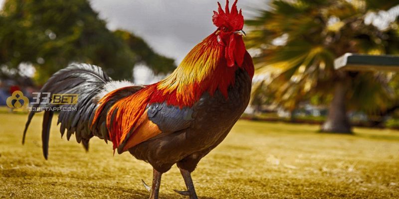 Đặc điểm của giống gà chọi Cuba thuần chủng