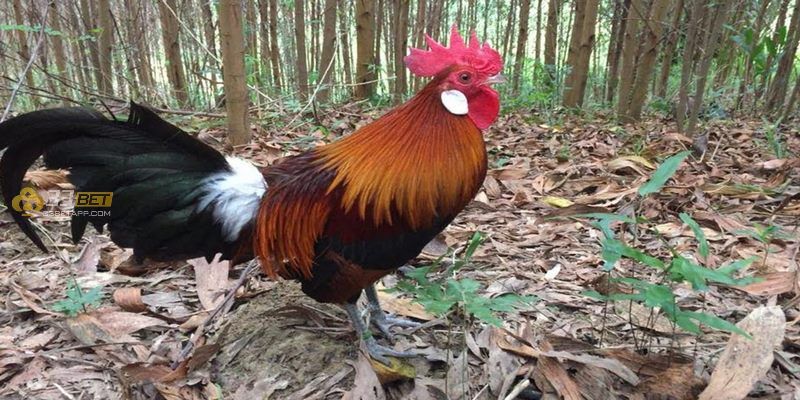 Cách nuôi gà rừng lông đỏ